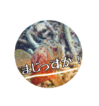 うみやま～その②海の生き物（個別スタンプ：8）