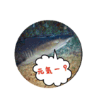 うみやま～その②海の生き物（個別スタンプ：13）