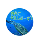 うみやま～その②海の生き物（個別スタンプ：14）