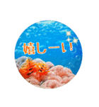 うみやま～その②海の生き物（個別スタンプ：16）
