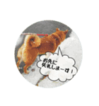 うみやま～その①いきもの達（個別スタンプ：11）