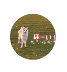 うみやま～その①いきもの達（個別スタンプ：13）