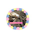 猫のちびたろくん（個別スタンプ：1）