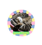 猫のちびたろくん（個別スタンプ：4）