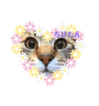 猫のちびたろくん（個別スタンプ：5）