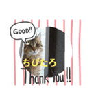 猫のちびたろくん（個別スタンプ：8）