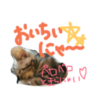 ゾロたんスタンプ（個別スタンプ：14）