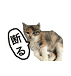 あめち（個別スタンプ：13）