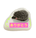 ハリくん（個別スタンプ：8）
