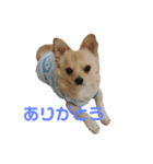 あおたんのすたんぷ☆（個別スタンプ：7）