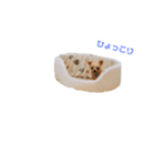 あおたんのすたんぷ☆（個別スタンプ：13）