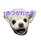 よんフレンズ（個別スタンプ：3）