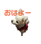 よんフレンズ（個別スタンプ：4）