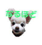よんフレンズ（個別スタンプ：9）