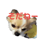 よんフレンズ（個別スタンプ：10）