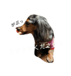 ダックスその他の愉快な仲間たちの日常11（個別スタンプ：1）