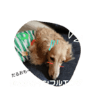 ダックスその他の愉快な仲間たちの日常11（個別スタンプ：7）