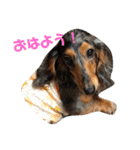 ダックスその他の愉快な仲間たちの日常11（個別スタンプ：14）