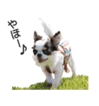 小鞠といっしょ♪（個別スタンプ：1）