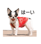 小鞠といっしょ♪（個別スタンプ：2）