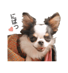 小鞠といっしょ♪（個別スタンプ：6）