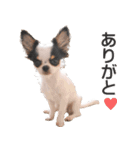小鞠といっしょ♪（個別スタンプ：9）