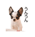 小鞠といっしょ♪（個別スタンプ：12）