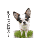 小鞠といっしょ♪（個別スタンプ：13）