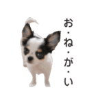 小鞠といっしょ♪（個別スタンプ：15）