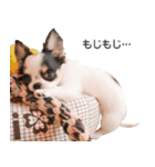 小鞠といっしょ♪（個別スタンプ：17）