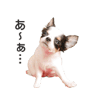 小鞠といっしょ♪（個別スタンプ：18）