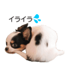 小鞠といっしょ♪（個別スタンプ：19）