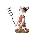 小鞠といっしょ♪（個別スタンプ：25）
