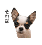 小鞠といっしょ♪（個別スタンプ：26）