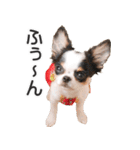 小鞠といっしょ♪（個別スタンプ：27）