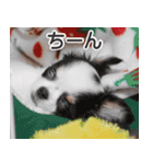 小鞠といっしょ♪（個別スタンプ：29）