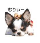 小鞠といっしょ♪（個別スタンプ：30）