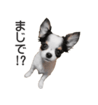 小鞠といっしょ♪（個別スタンプ：31）