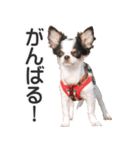 小鞠といっしょ♪（個別スタンプ：33）