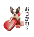 小鞠といっしょ♪（個別スタンプ：34）
