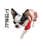 小鞠といっしょ♪（個別スタンプ：39）