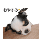 小鞠といっしょ♪（個別スタンプ：40）