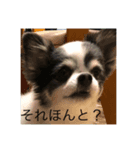 チワワのゆずちゃんスタンプ（個別スタンプ：6）