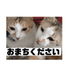 YOUの8にゃんず(=^x^=)④（個別スタンプ：9）