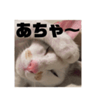 YOUの8にゃんず(=^x^=)④（個別スタンプ：13）