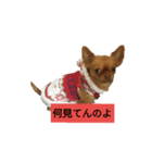 Kuuちゃんのスタンプ（個別スタンプ：1）