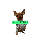 Kuuちゃんのスタンプ（個別スタンプ：6）