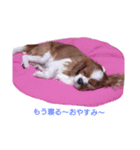かわいいげんちゃんの日常❤️（個別スタンプ：1）