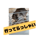 前歯産業(株)プレーリードッグ、ジリス課（個別スタンプ：7）