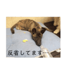 保護っ子スタンプその③（個別スタンプ：4）